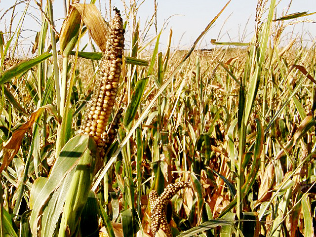 Drought-stressed corn also stresses farmers and ranchers whose herds still need to eat, regardless of weather conditions. Baling silage can do in a pinch. (DTN file photo by Dan Davidson)