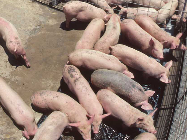 Prestage Foods plans to open a new pork processing facility in Iowa. (DTN file photo)