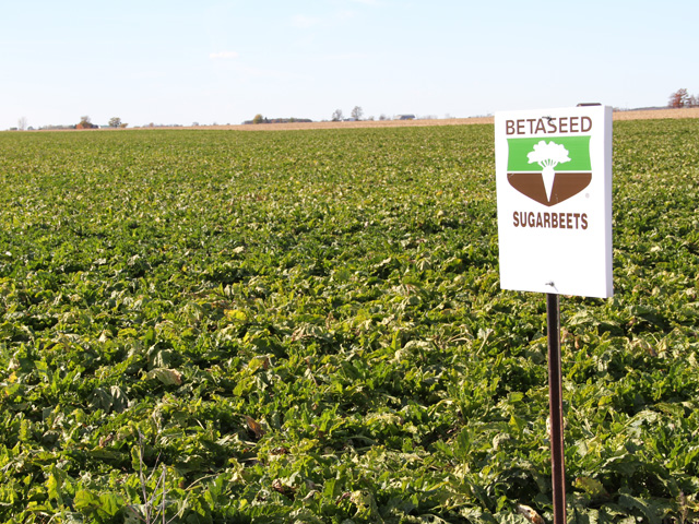Sugarbeet industry leaders acknowledge they&#039;ve seen food companies push to reformulate foods to avoid using refined sugar from beets, but they insist the impact has been small so far. They also point out that there is no way to distinguish from refined sugar coming from beets or cane. (DTN photo by Elaine Shein)