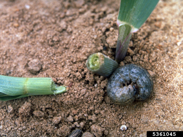 A black cutworm curls up near the scene of the crime -- a corn plant cut off at the soil level. Scout late-planted cornfields carefully for this type of stand loss. (Photo courtesy of Frank Peairs, Colorado State University) 