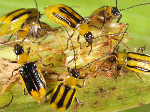 The damaging spread of Bt-resistant western corn rootworms spurred the Office of the Inspector General to review and critique EPA&#039;s stewardship of Bt technology. (Photo courtesy of Purdue University) 