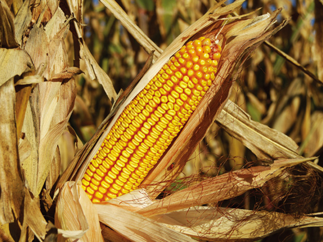 Monsanto's new genetically engineered corn shows an 11.7% increase in ear size in R1 stages compared to corn currently on the market, like the ear above. (DTN file photo)