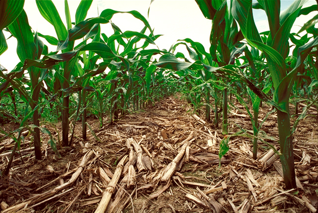 Agriculture producers shared their success stories with federal lawmakers on Tuesday when it comes to sustainability on the farm. (Photo courtesy of USDA) 