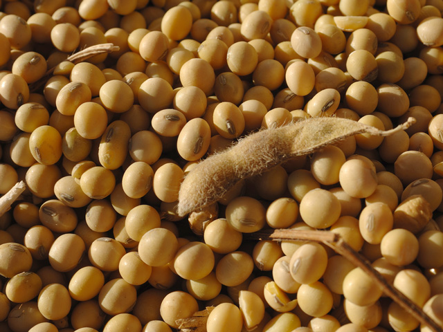 A generic Roundup Ready 1 variety produced by the University of Arkansas is selling well across the Midwest and South. (DTN photo by Jim Patrico)
