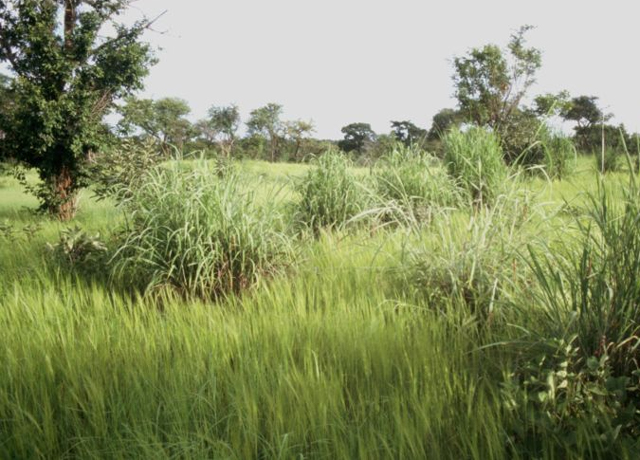 A number of environmental groups have asked EPA to change the way it accounts for land use in the Renewable Fuel Standard. (Photo courtesy of Wikimedia Commons) 