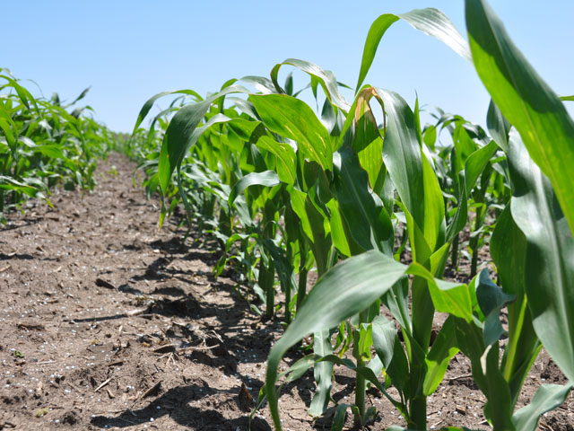 Purdue Study Pinpoints Optimal Corn Plant Population