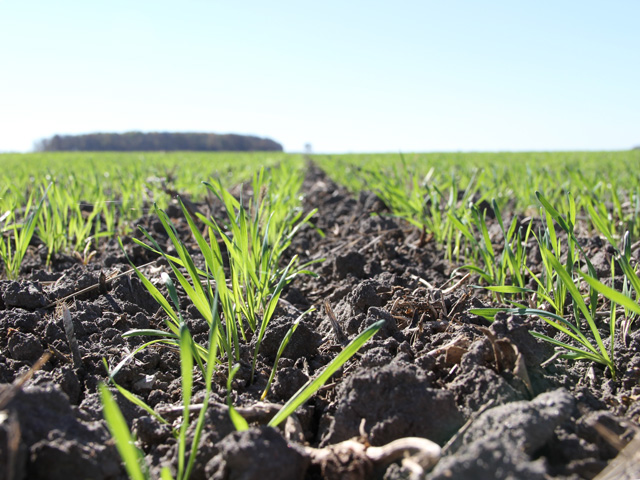 The number of tillers, leaves, and crown roots in your winter wheat plants will give you a good sense of how the crop will fare over the winter. (DTN photo by Elaine Shein)