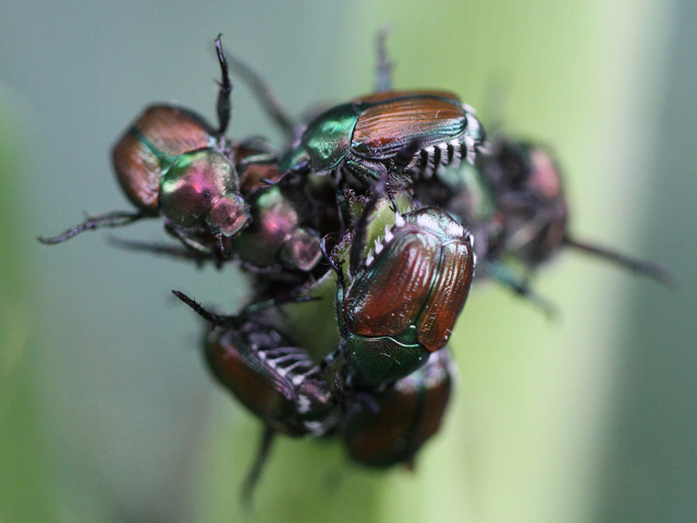 Japanese beetle infestations -- and their damage -- often look worse than they truly are in corn and soybean fields, entomologists caution. (DTN photo by Pamela Smith)