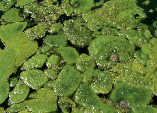 Algae-based biofuels are considered to be among the lowest-carbon fuels of the future, and are gaining traction through the Renewable Fuel Standard. (DTN/The Progressive Farmer file photo)