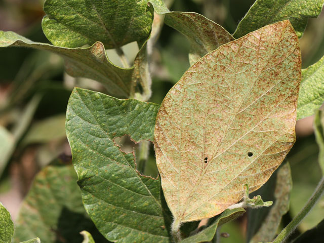Spider mites thrive in hot and dry conditions, such as this soybean plant in Illinois during the 2012 drought. (DTN photo by Pamela Smith)
