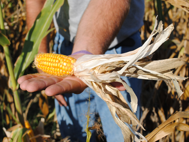 Small, stunted corn ears might be a common phenomenon this year, particularly in areas that had flash droughts following the wet spring. (DTN file photo by Marcia Taylor)