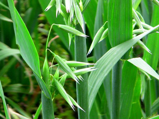 Planting second-crop oats can be a good source of forage. (DTN photo by Scott R Kemper)