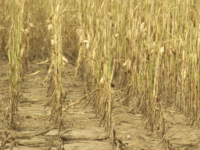 Crop losses due to drought, wind, hail and excessive moisture provide the greatest challenges to economic survival and sustainability in production agriculture, and crop insurance provides the only viable risk-management tool to meet these challenges, according to Sen. John Thune, R-S.D. (DTN/The Progressive Farmer file photo by Jim Patrico)