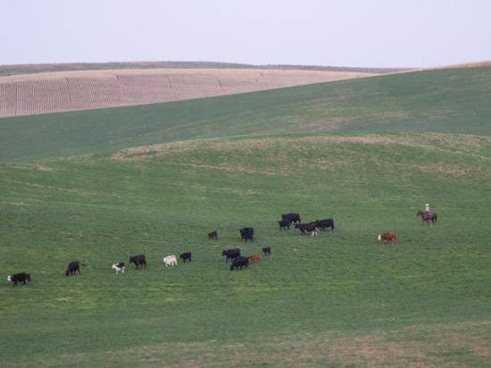 Beef cattle enterprise budgets recently released by the University of Missouri show favorable financial conditions for the beef industry as we begin 2026, especially for cow-calf producers. (DTN file photo by Joel Reichenberger)