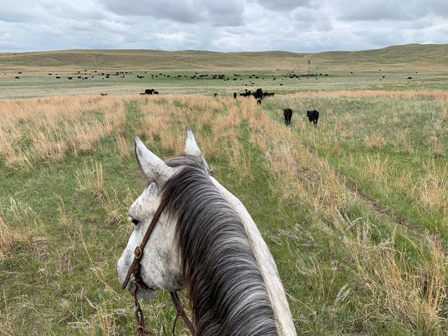Pawnee Springs Ranch based in Lincoln County is headquartered along the North Platte River and has rangeland spanning north into the Sandhills of Nebraska. (Photo courtesy of the Gottsch family)