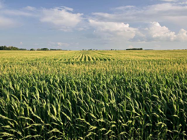 A Michigan farmer is scheduled to go to trial in May 2024 in connection with a federal indictment alleging crop insurance fraud and other charges. (DTN file photo)