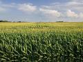 There are a lot of questions USDA will have to sift through when laying out the rules for adding new base acres to farm programs. Agricultural economists noted the 30 million acres of new base is a major expansion for farm commodity programs. (DTN/The Progressive Farmer file photo by David L. Hansen) 