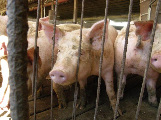 A Canadian-owned company has asked a federal judge in the U.S. to allow the sale of three swine operations at the center of an alleged check-kiting scheme. (DTN file photo)