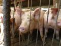 A Canadian-owned company has asked a federal judge in the U.S. to allow the sale of three swine operations at the center of an alleged check-kiting scheme. (DTN file photo)