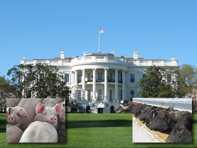 Various livestock groups focus on different areas as the new Trump administration moves into office, but all do this with cautious optimism. (DTN/Progressive Farmer file photo)
