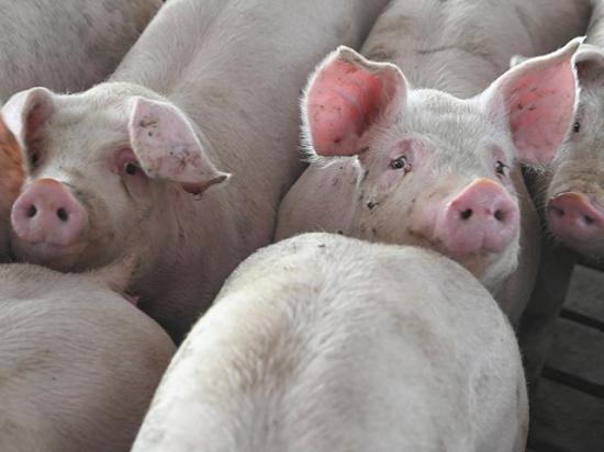 Pseudorabies has been found in hogs in Iowa and Texas for the first time since 2004. (DTN/Progressive Farmer photo by Jennifer Carrico)