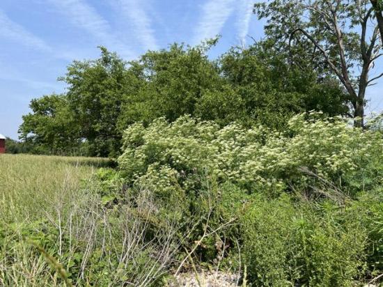 Poison hemlock is poisonous to both animals and humans. Livestock producers need to be aware of the plant, its negative effects on livestock, as well as methods of control. (DTN photo by Pamela Smith)