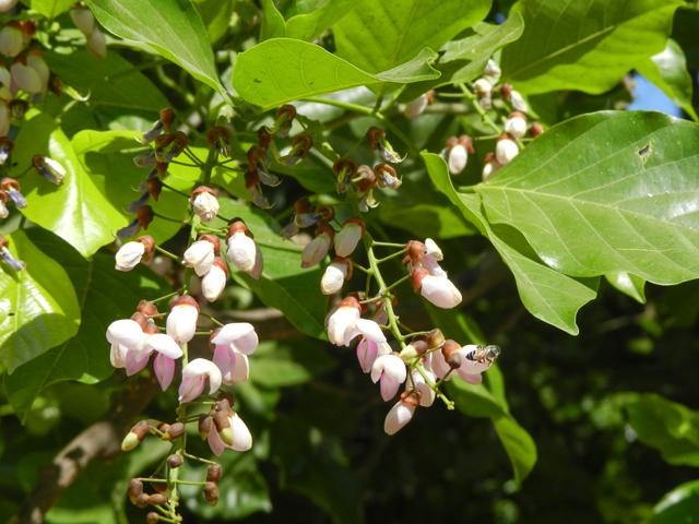The pongamia tree produces a high oil content making it suitable as a feedstock for the production of biofuels. (Photo by Svnavare (CC BY-SA 4.0)