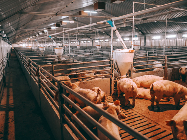 Producers at all phases of production are making operation-by-operation decisions for what is being called strategic depopulation of some types livestock. (Getty stock image)