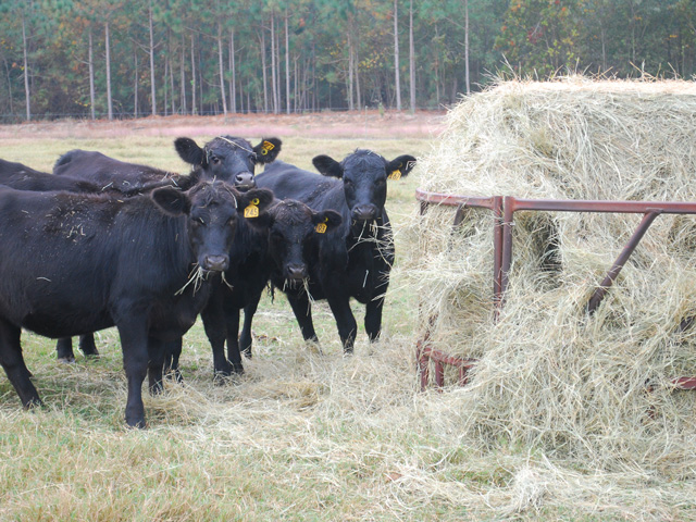 Hay feeders can save 30% to 40% from waste, compared to feeding on the ground. (Progressive Farmer photo by Boyd Kidwell)