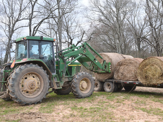 Feed is going to be the biggest expense for most cattle producers this year. (DTN/Progressive Farmer photo by Becky Mills)