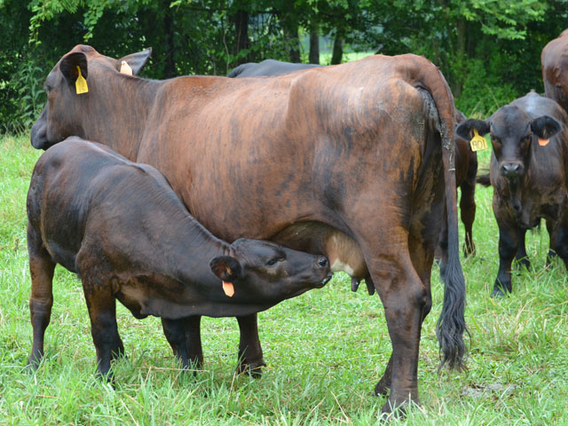 Some calves are quick to catch on that other cows in the herd have a ready source of milk, just like Mom. (DTN/Progressive Farmer file photo by Victoria G. Myers)