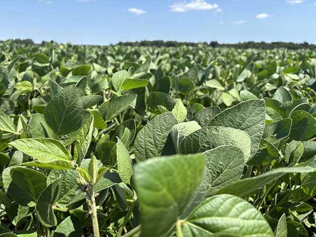 The rains came to southwestern Ontario; the crop is saved for now. As we look to late August, it's time to hone those marketing plans even more. (DTN photo by Philip Shaw)