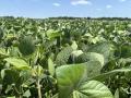 The rains came to southwestern Ontario; the crop is saved for now. As we look to late August, it's time to hone those marketing plans even more. (DTN photo by Philip Shaw)