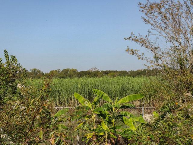 From the fence line of the modern-day Whitney Plantation, sugarcane remains dominant on the plot of land leased to the company Greenfield Louisiana by the Port of South Louisiana. Greenfield Louisiana last week announced it would not build a new grain terminal on the location along the Mississippi River. (Photo by La&#039;Shance Perry)