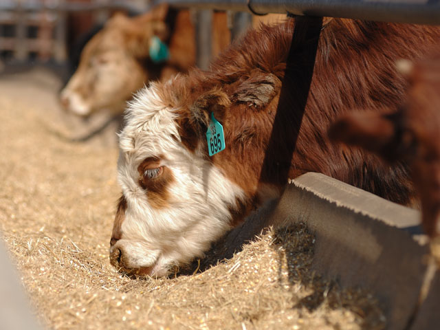 Two new USDA reports for the livestock industry will offer additional pricing data. (DTN/Progressive Farmer file photo by Jim Patrico)