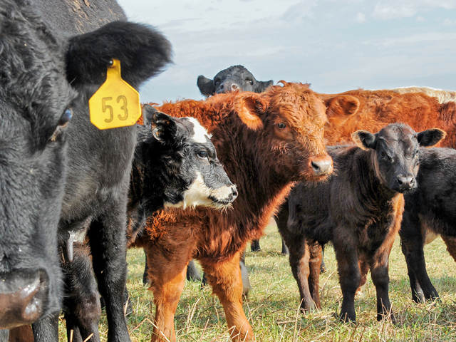 If a cow breeds back after a uterine prolapse, she is not likely to prolapse again unless she has a difficult birth. (DTN/Progressive Farmer file photo)
