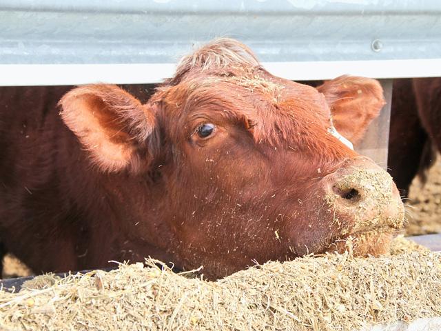 There are treatments for follicular cystic ovary disease, but they are not always successful. (DTN/Progressive Farmer file photo)