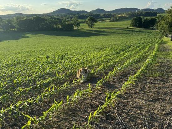 The resident farm dog, an Australian Shepherd, named Koby, guards a growing corn crop at Affinity Farms in central Kentucky. Corn planting finally finished this week with the exception of some replant. (DTN photo courtesy of Quint Pottinger)