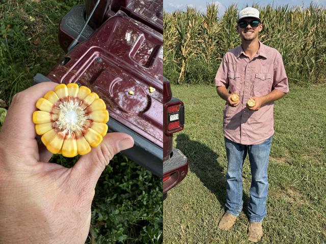 It was time for pre-harvest moisture checks on Affinity Farms, New Haven, Kentucky this week. Employee James Krautscheid holds some early planted corn that was running 23% moisture, but corn planted 20 days later (left) was around 34%. (DTN photos by Quint Pottinger)