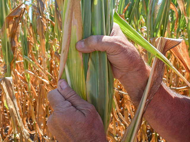 A hot, dry August has pushed parts of the western and north-central U.S. into droughty conditions -- robbing some growers of the big yields set up earlier in the season. (DTN photo by Matt Wilde) 