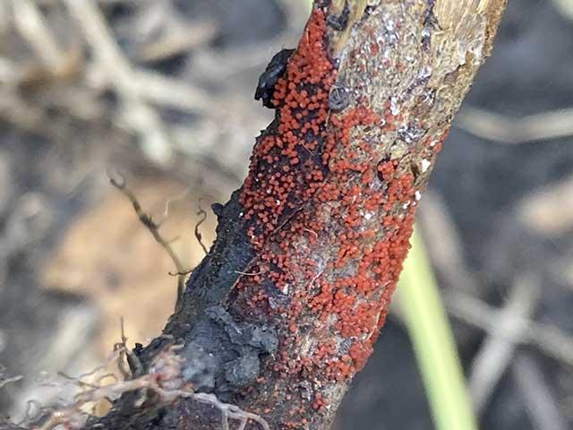 Red crown rot is an emerging soybean disease in the Midwest. This plant is among the first found in Iowa in Des Moines County on Aug. 24, 2026. (Photo by Adam Sisson, Iowa State University Extension and Outreach)
