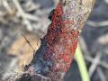 Red crown rot is an emerging soybean disease in the Midwest. This plant is among the first found in Iowa in Des Moines County on Aug. 24, 2026. (Photo by Adam Sisson, Iowa State University Extension and Outreach)