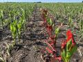 A spray paint test is helping assess crop potential after hail hit this Illinois corn field on June 17. (DTN photo by Pamela Smith)