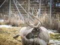 Noelle, a 2-year-old reindeer, enjoys a winter day at Antler Acre Farm near Huxley, Iowa. (DTN/Progressive Farmer photo by Jennifer Carrico)