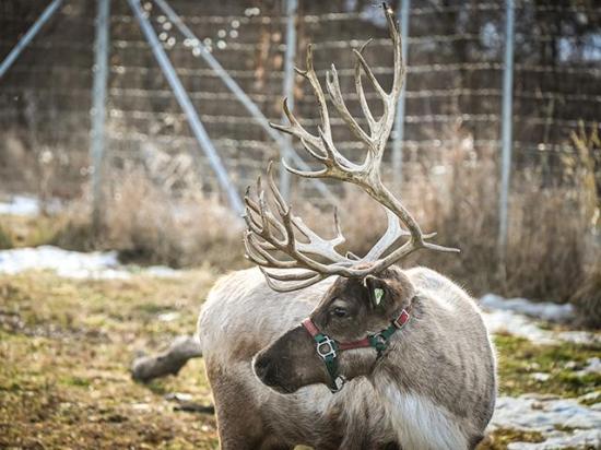 Noelle, a 2-year-old reindeer, enjoys a winter day at Antler Acre Farm near Huxley, Iowa. (DTN/Progressive Farmer photo by Jennifer Carrico)