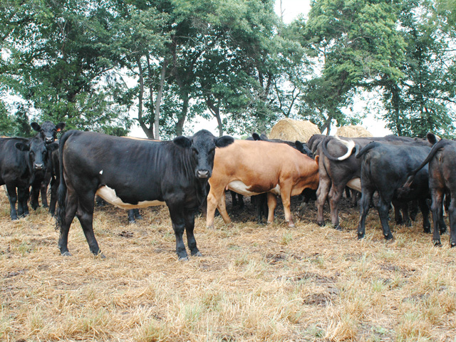By the time a heifer is 13 to 15 months of age she should be at 65% of her mature weight. (PF photo by Becky Mills)