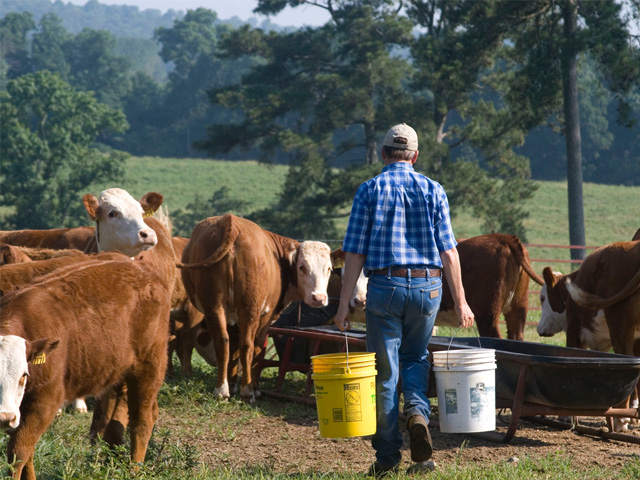 Profiting from future market prices for cattle is an operation-by-operation decision this year, directly tied to cost and ability to carry them through the winter without losing body condition. (PF photo by Victoria G. Myers)