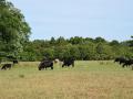 The increasing value of cattle is driving some criminals to steal these animals. Cattle producers can protect themselves from livestock theft, according to one expert. (DTN file photo)