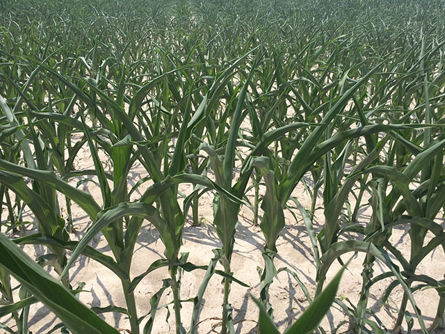 Rolling corn leaves may look ugly but some clever biology is at work inside these slightly stressed corn plants in Illinois. (DTN photo by Pamela Smith)