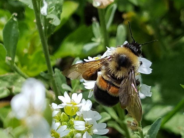 Endangered insect species, such as the rusty patched bumble bee, will receive additional protection from exposure to insecticides under the EPA&#039;s final Insecticide Strategy, which was released April 29. (Photo courtesy of U.S. Fish and Wildlife Service)